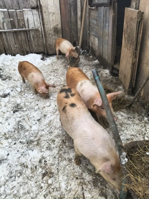 vând tot ce se vede în poze  - imagine 4