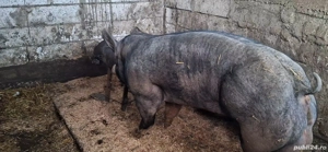 Material seminal Marele Alb si Pietrain - imagine 1