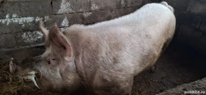 Material seminal Marele Alb si Pietrain - imagine 2