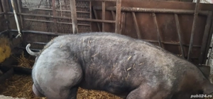 Material seminal Marele Alb si Pietrain - imagine 3