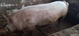 Material seminal Marele Alb si Pietrain