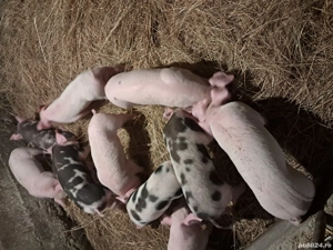 O pereche de purcei albi! - imagine 2