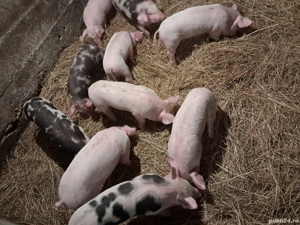 O pereche de purcei albi! - imagine 3