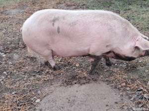 O pereche de purcei albi! - imagine 4