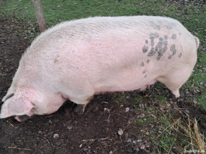 O pereche de purcei albi! - imagine 5