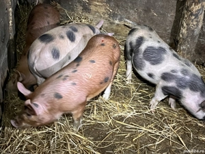 Vând purcei (soldănași) de 12 săptămâni 