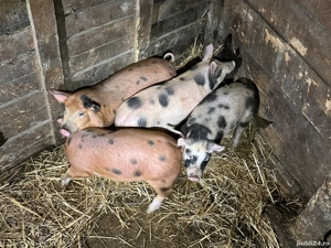 Vând purcei (soldănași) de 12 săptămâni  - imagine 3