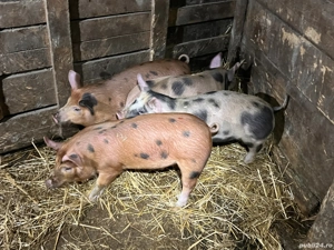 Vând purcei (soldănași) de 12 săptămâni  - imagine 4