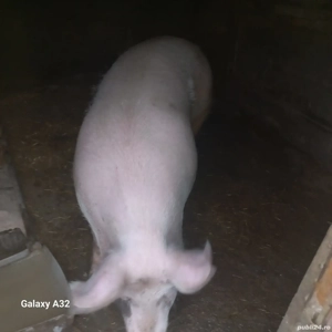 De vânzare o fetiță landras cu marele alb 150-kg  vârsta 10 luni 