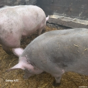 De vânzare o fetiță landras cu marele alb 150-kg  vârsta 10 luni  - imagine 2