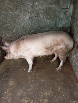 porci de vânzare 