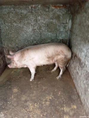 porci de vânzare  - imagine 2