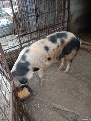 porci de vânzare  - imagine 3