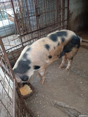 porci de vânzare  - imagine 4