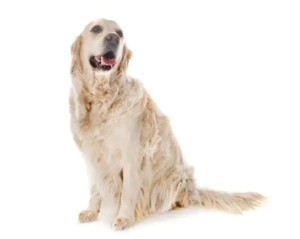 vand cain Golden Retivever 