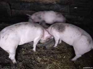 Vând Purcele Ladras