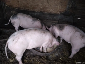 Vând Purcele Ladras - imagine 2