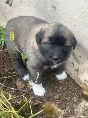 cățeii kangal 