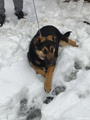 Vând urgent ciobănesc german 