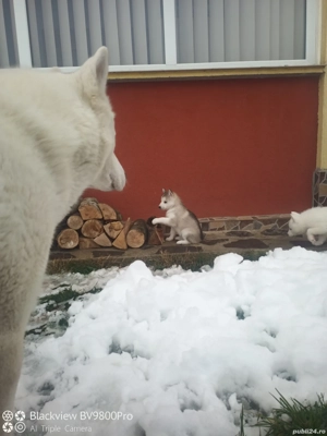 Pui husky siberian !