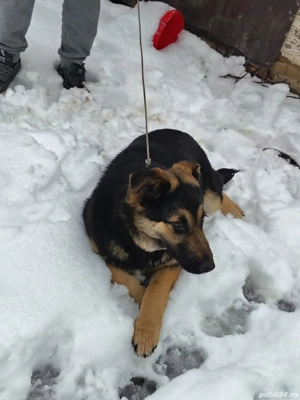 Vând urgent ciobănesc german  - imagine 2