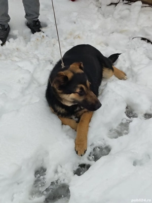 Vând urgent ciobănesc german  - imagine 3