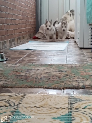 Pui husky siberian ! - imagine 2