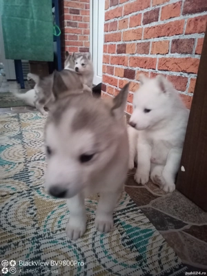 Pui husky siberian ! - imagine 3