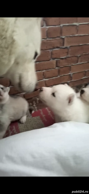 Pui husky siberian ! - imagine 5