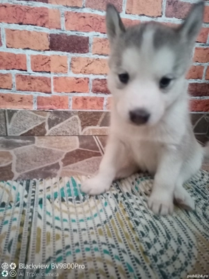 Pui husky siberian ! - imagine 4