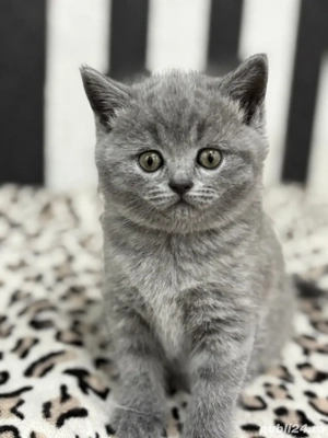 british shorthair blue  - imagine 5