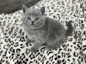 british shorthair blue  - imagine 3