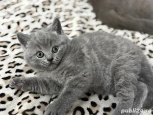 british shorthair blue  - imagine 2