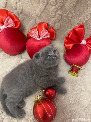 british shorthair blue - imagine 3