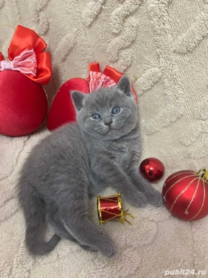 british shorthair blue - imagine 2