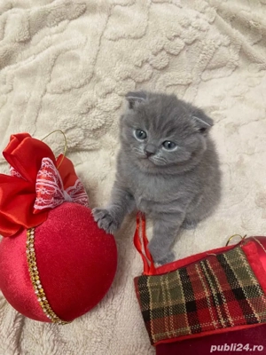 british shorthair blue - imagine 5