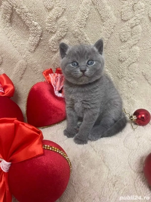 british shorthair blue - imagine 4