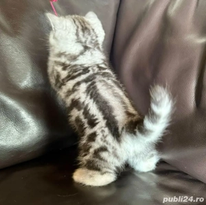 british chinchilla puiut  - imagine 3