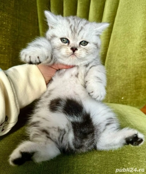 british chinchilla puiut  - imagine 2