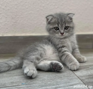 scottish fold chinchilla  - imagine 3