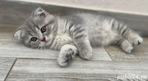scottish fold chinchilla 