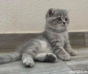 scottish fold chinchilla  - imagine 2