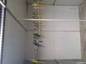 Micul alexandru, marele alexandru,  pui blând ararauna si lori curcubeu.