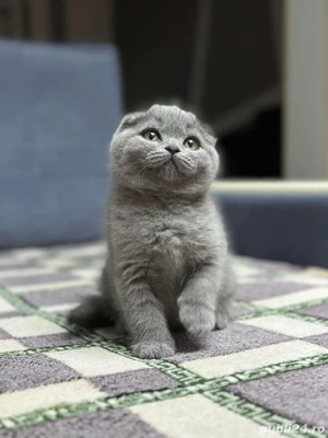 scottish fold blue  - imagine 2