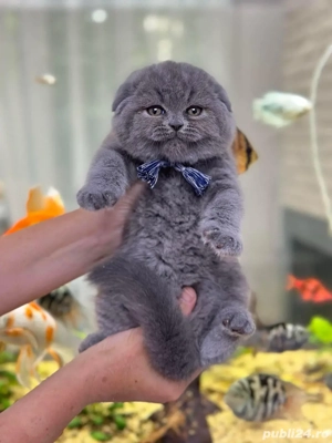 scottish fold blue  - imagine 3