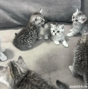 british shorthair chinchilla  - imagine 2
