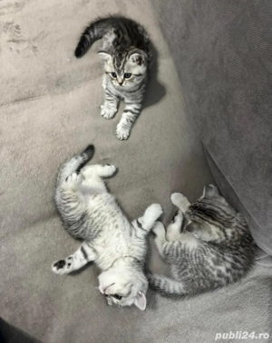 british shorthair chinchilla  - imagine 3
