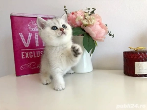 british shorthair chinchilla  - imagine 3