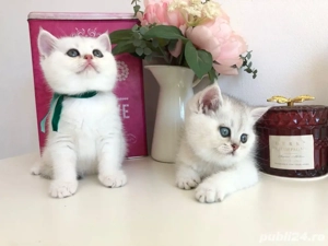 british shorthair chinchilla  - imagine 2