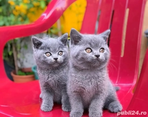 british shorthair blue 
